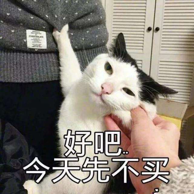 猫咪表情包:可爱萌宠来袭,快去撩对象吧!