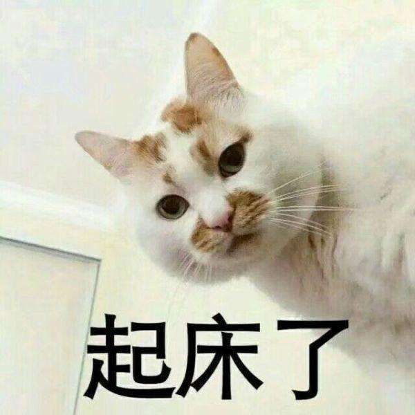 猫咪表情包:可爱萌宠来袭,快去撩对象吧!