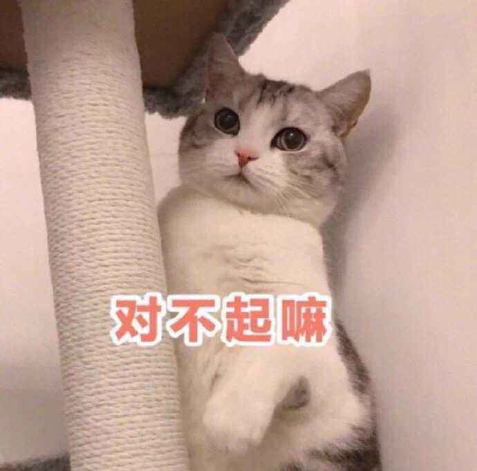 猫咪:我不和你天下第一好了,坏银!