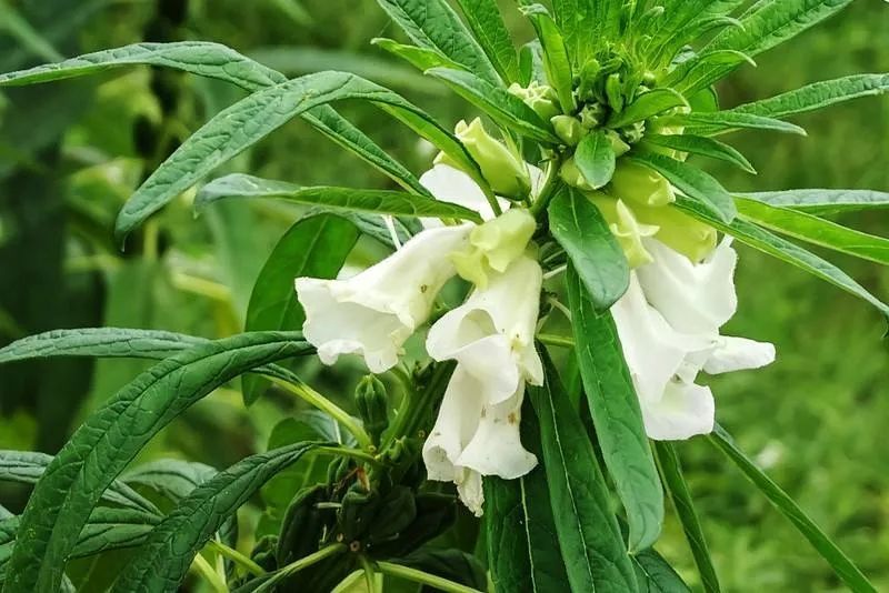 皮肤上长了很多"肉瘊"怎么治?一把芝麻花就能解决!
