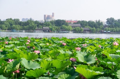 你还记得大明湖畔的夏雨荷吗大明湖荷花已经盛开跟我去看看吧