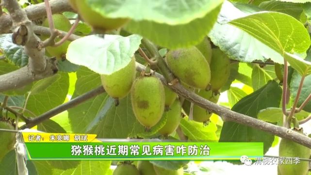 壮壮帮忙:猕猴桃近期常见病害咋防治