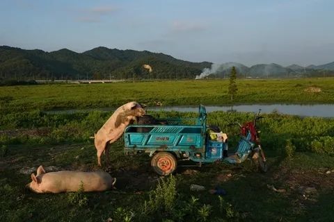中国科学家发现新型猪流感病毒呼吁加强监测
