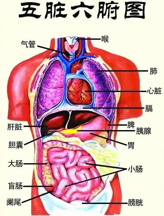 三焦,作为六腑之一,一般认为它是分布于胸腹腔的一个大腑,惟三焦最大
