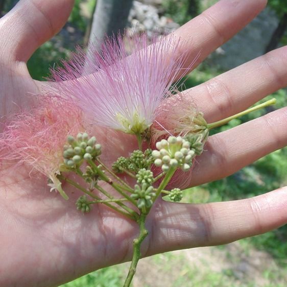 每日记一味中药――合欢花
