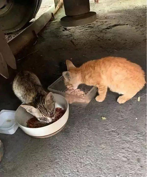 经常喂的流浪猫碗底有张纸条,本以为是被投诉了,读后