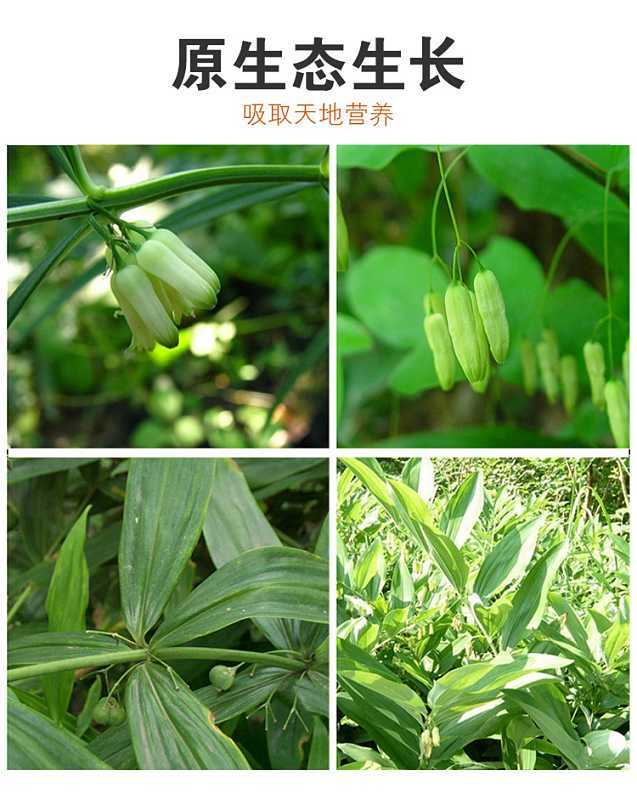 了不起每亩黄精收益10万多东北药王为什么这么牛
