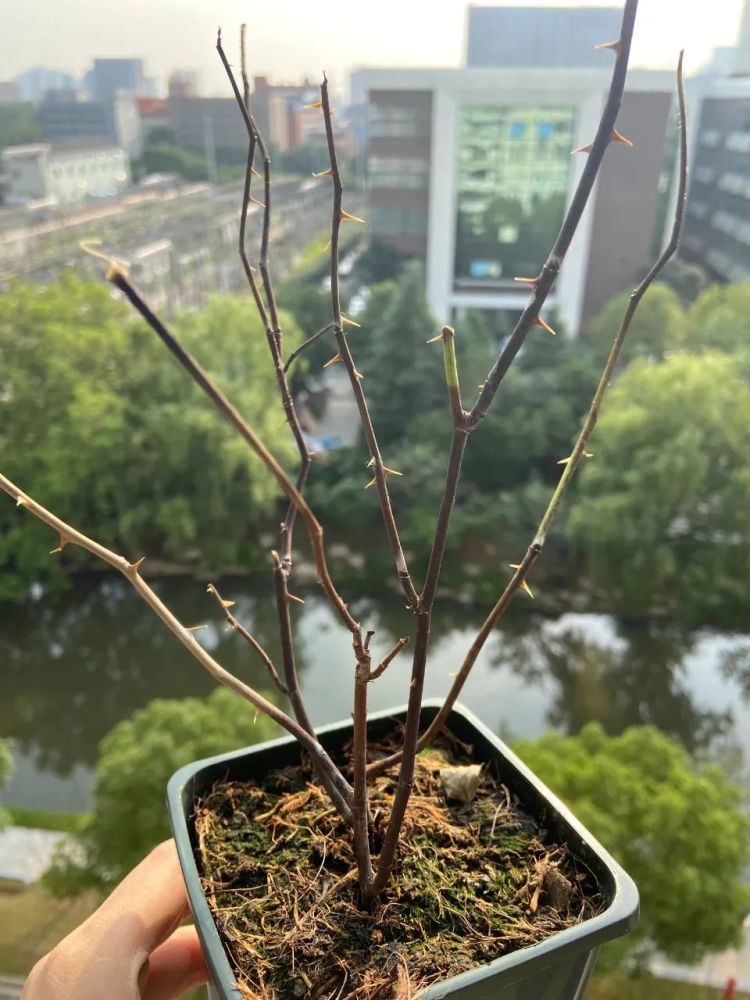 夏季高温湿热,各类病害轮番让月季不那么强壮了,最让人头疼的黑杆也