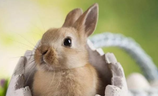 测试:选一只最可爱的兔子,测近期会有什么好事找上你