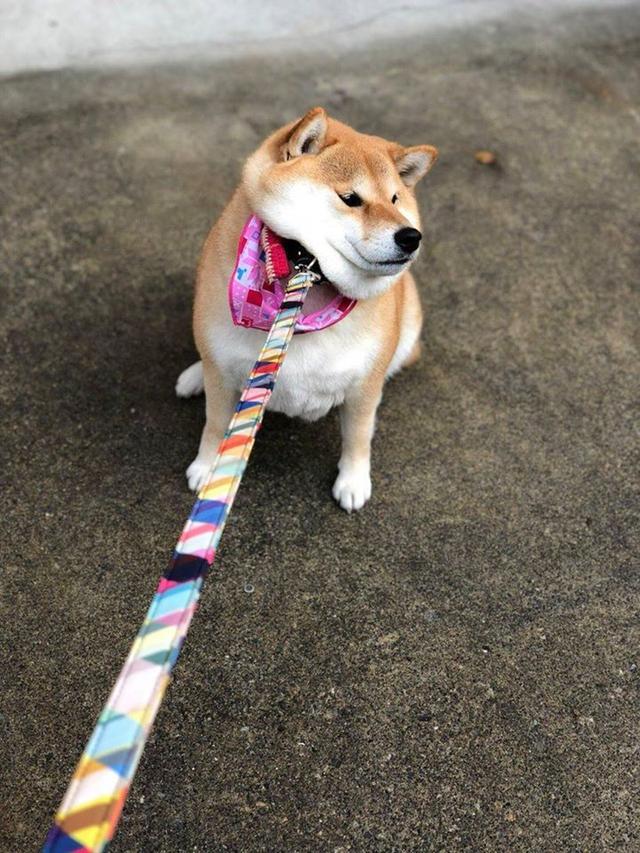 柴犬因拒绝回家网上爆红,出门就不想回家,一听到回家秒变脸?