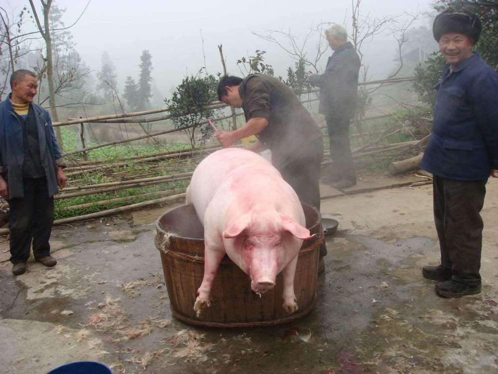 大叔庆祝儿子考上大学,把300斤猪放火上烤,皮焦肉嫩看着流口水