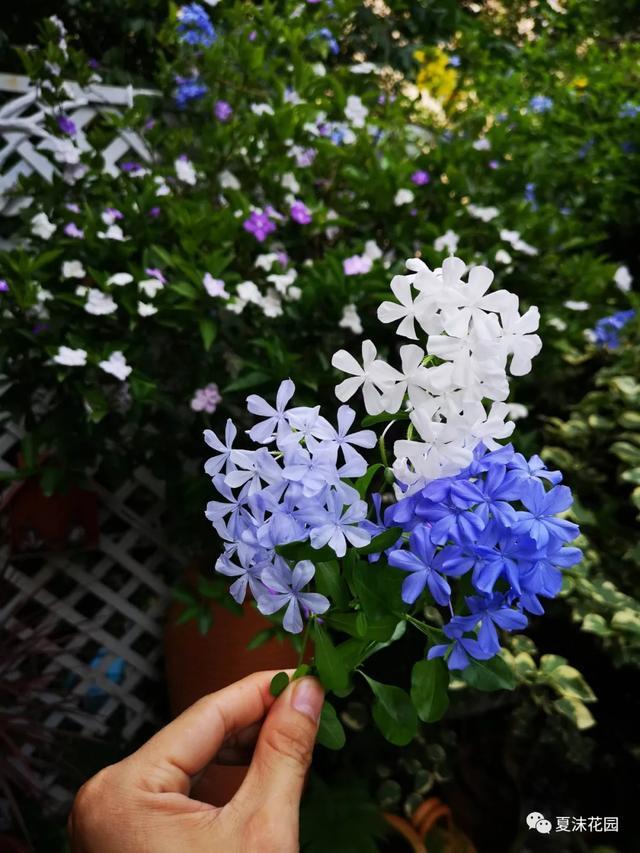 盛夏的那一抹蓝,清新宁静,花园拱门上的蓝雪花和整墙的蓝雪花!