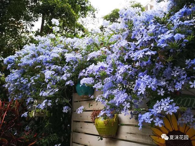 盛夏的那一抹蓝,清新宁静,花园拱门上的蓝雪花和整墙的蓝雪花!