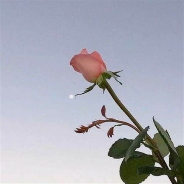 网易云热评:女友闺蜜发来她和同桌的暧昧照,我淡然一笑,删了她
