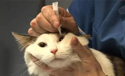 猫咪经常流泪是什么原因引起的?常见的猫咪眼部疾病有