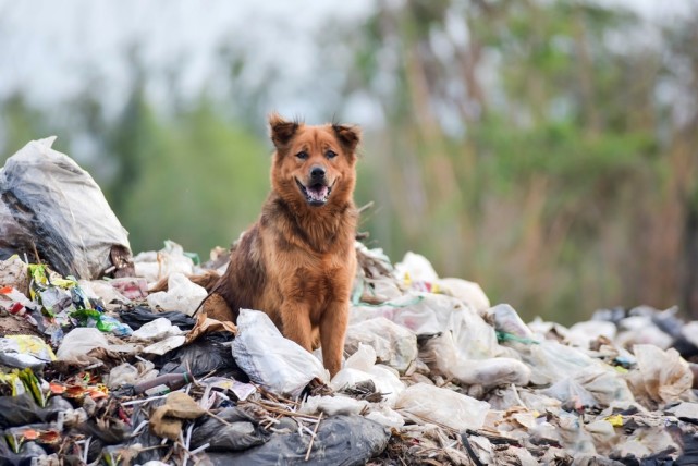 主人拆迁搬走,家犬沦为流浪狗,在等待中消耗生命