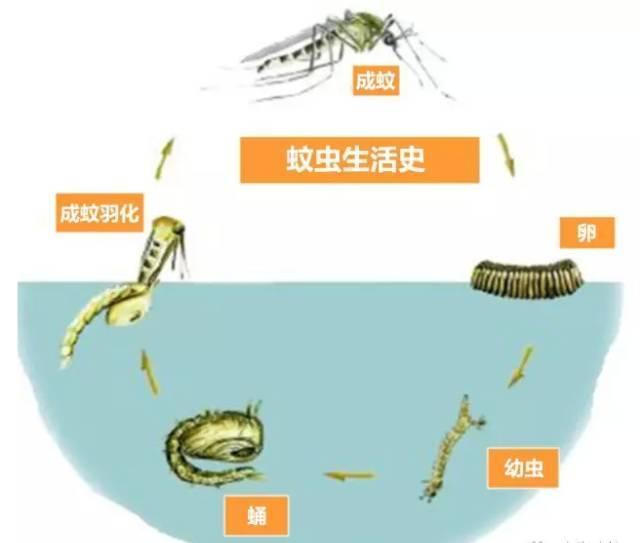 夏天里全面认识一下蚊子