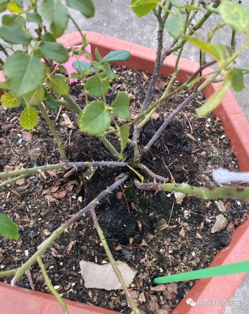 月季花盆栽出现了黑杆还有救吗?赶快剪枝来扦插,秋季能赏一波花