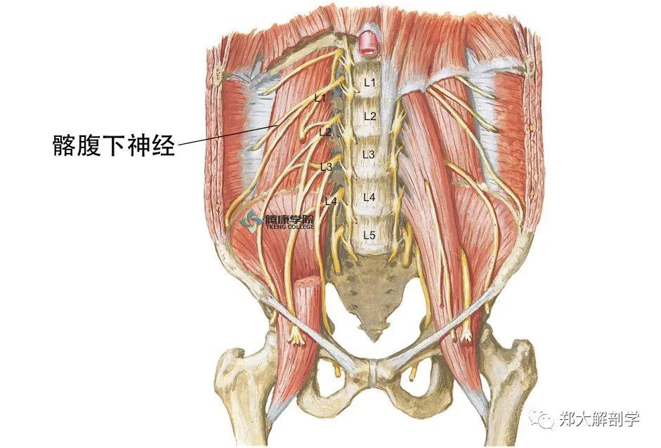 在髂嵴上方进入腹横肌后份,在腹横肌和腹内斜肌之间走行.