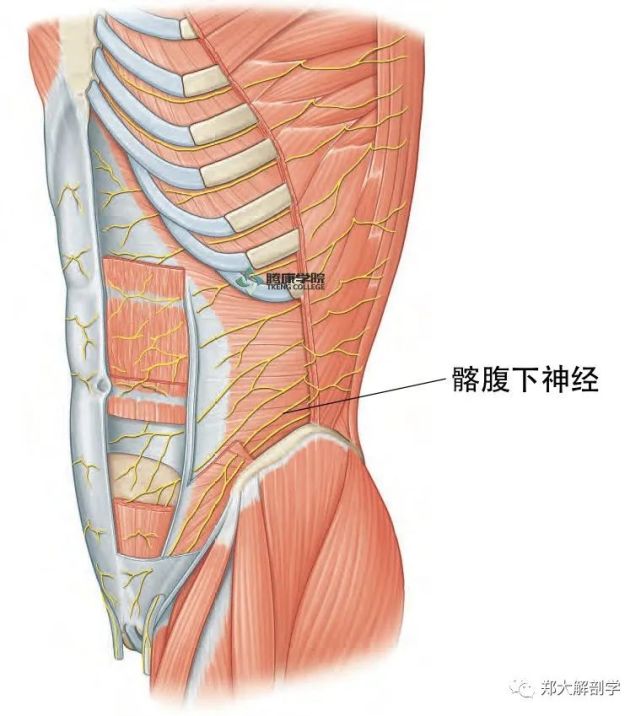 它从腰大肌的外侧缘上份穿出,斜穿过肾下级后方,走在腰方肌的前方.