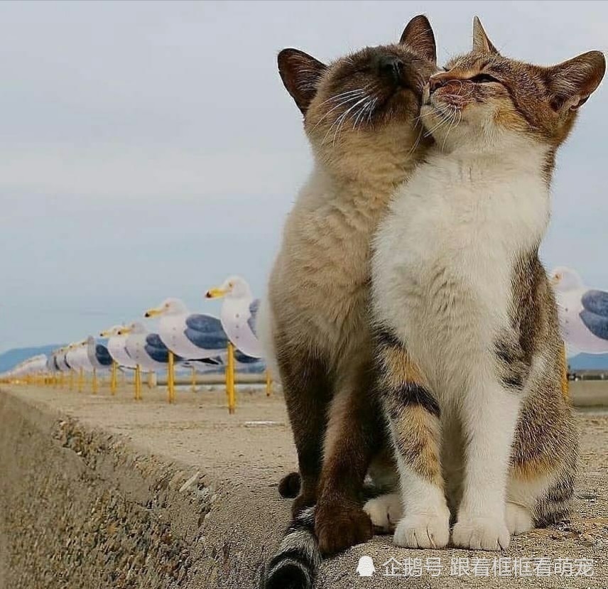 猫咪们表达友好也就是互相蹭蹭亲亲依偎在一起,超幸福