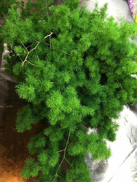 同为天门冬,文竹今常有,可知蓬莱松?