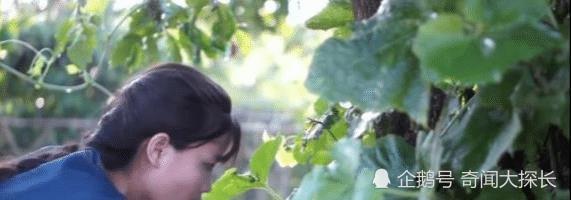 越南博主模仿李子柒，衣服发型连老人和狗都一模一样，网友：太不要脸了