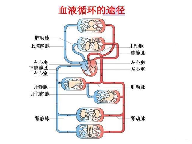 心衰病人出现双下肢水肿,什么原因?理解了血液循环你就明白了