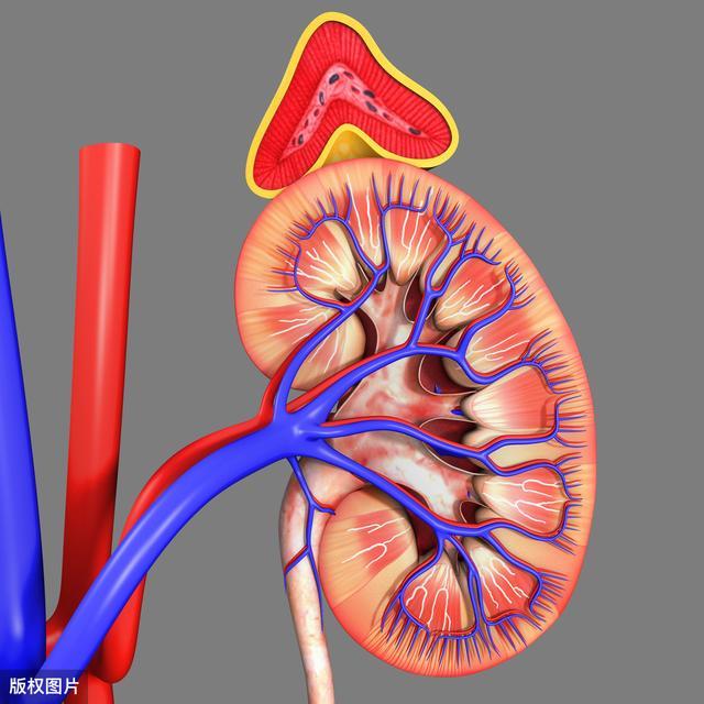 肾脏的血液循环是从腹主动脉分出来的,在腹主动脉处分出左右两支肾