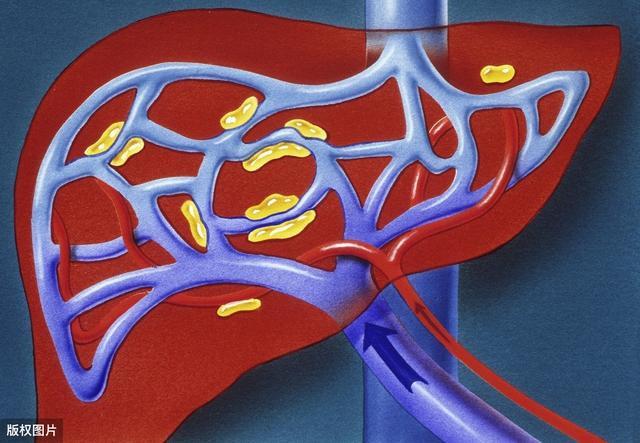 肝动脉系统:腹主动脉腹腔干肝动脉小叶间动脉肝血管窦中央静脉小叶下