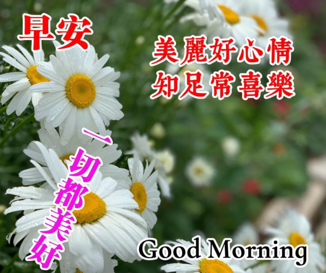早上好问候祝福美句子 漂亮的鲜花祝福早安图片带字