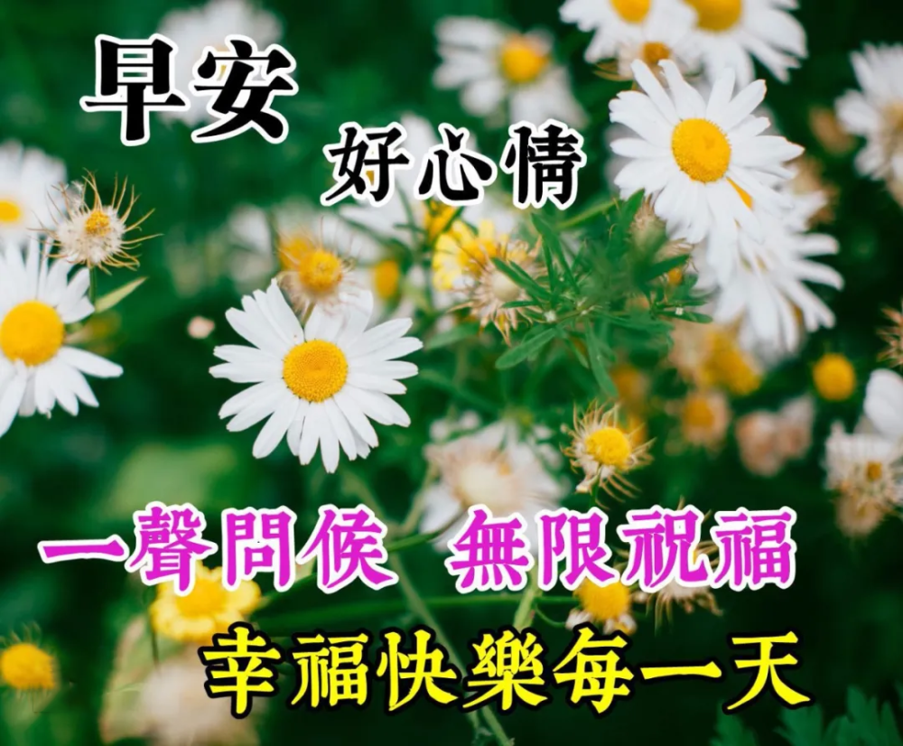 早上好问候祝福美句子 漂亮的鲜花祝福早安图片带字