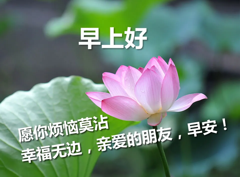 早上好问候祝福美句子 漂亮的鲜花祝福早安图片带字