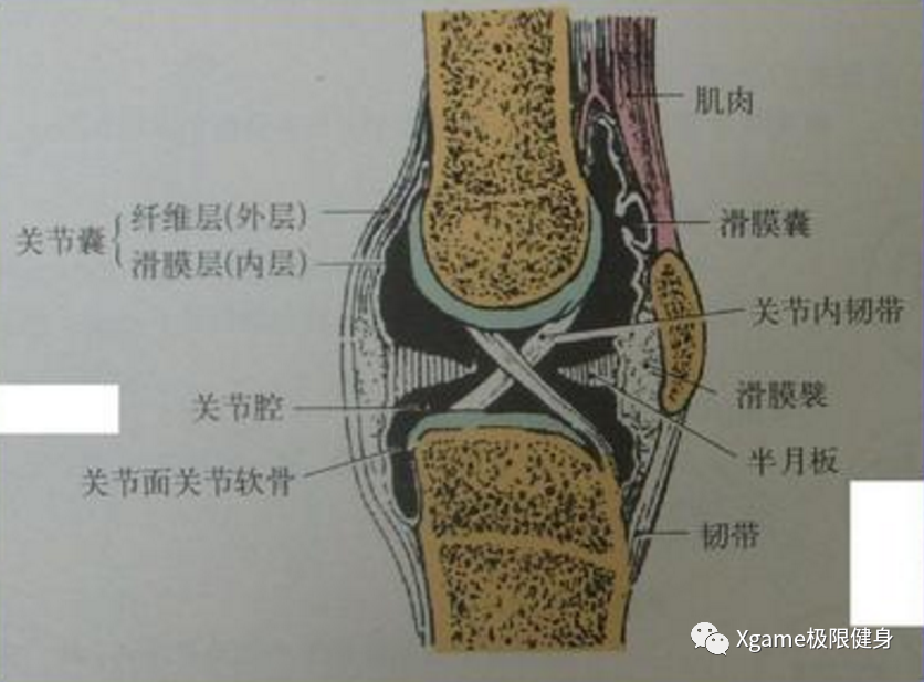 而膝盖呢又是人体最大最复杂的一个关节 它有非常多的辅助结构用来