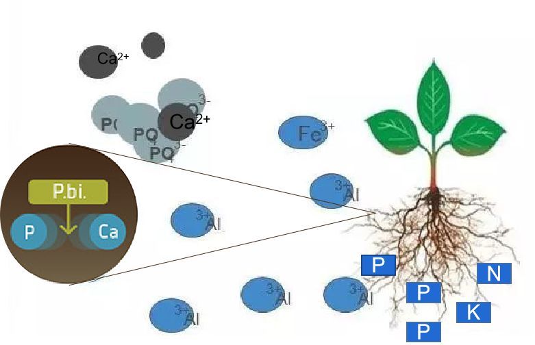 酸性物质,磷酸酶,植酸酶等酶类物质,溶解土壤中的难溶性无机磷和有机