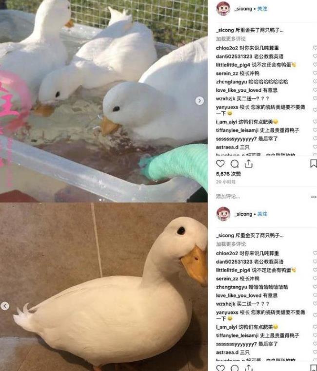 王珞丹以10只烤鸭寻宠物鸭,谁想等来噩耗,王思聪曾购买同款鸭