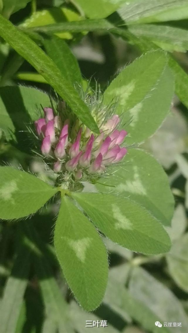 大蓟,是中药名.当地人有叫野红花的,也有叫茨芥的.