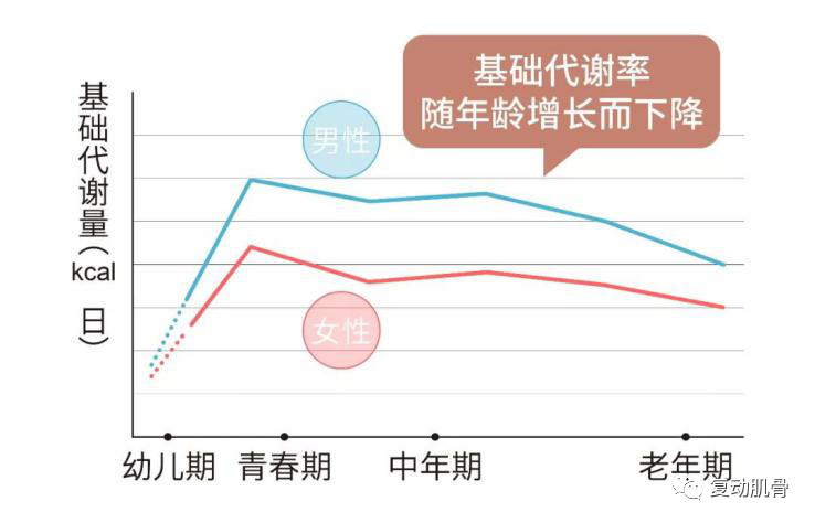 身体的 基础代谢率在下降