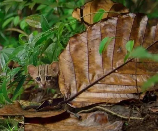 锈斑豹猫,世界上最小的猫咪