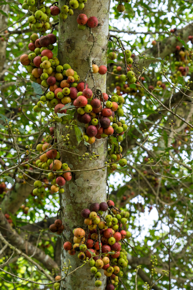 它属无花果却开花,果子像北方野山楂,游客:广西这树到底是啥?