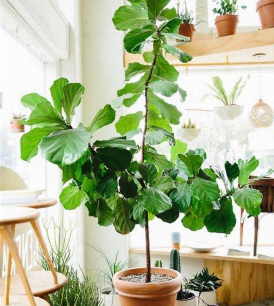 适合客厅养的6种植物,姿态优美,美观大方,寓意又美好