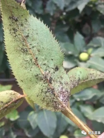 梨木虱怎么用药效果好