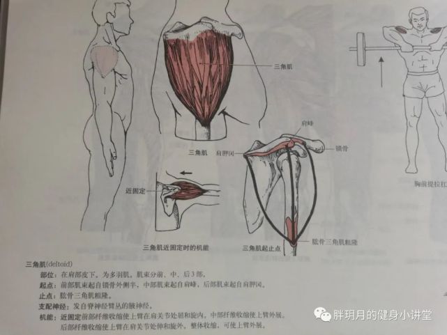 三角肌前束训练 哑铃前平举