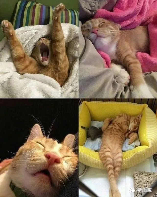 看着猫咪美美的睡姿,好想能有这样的睡眠,真希望岁月