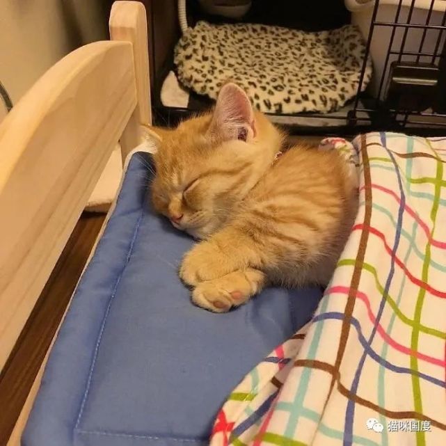看着猫咪美美的睡姿,好想能有这样的睡眠,真希望岁月