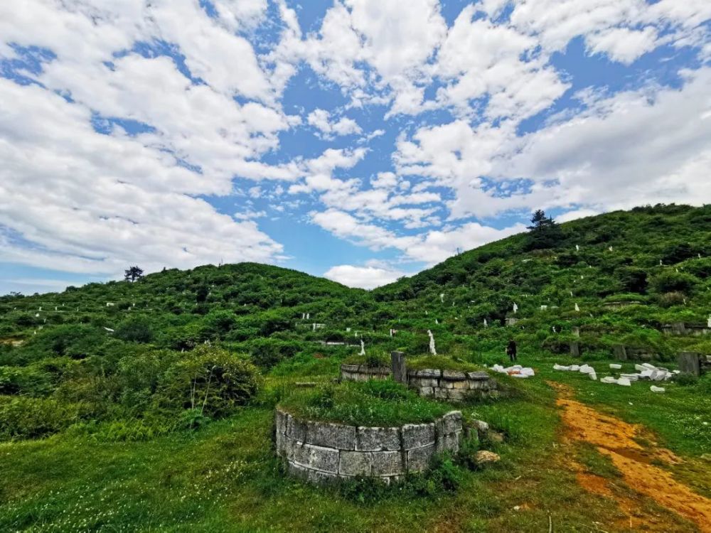 一束白幡代表着一座坟墓,构成大方县林间的"坟山"盛景.