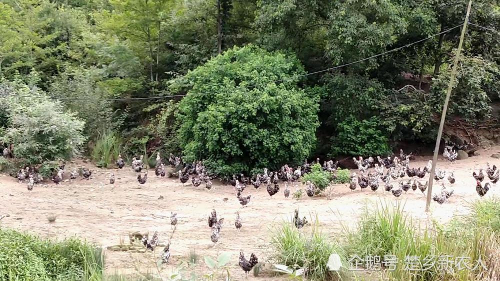 十里山间生态综合养殖鸡鸭鹅羊混养纯天然亟待深度开发寻觅合伙人