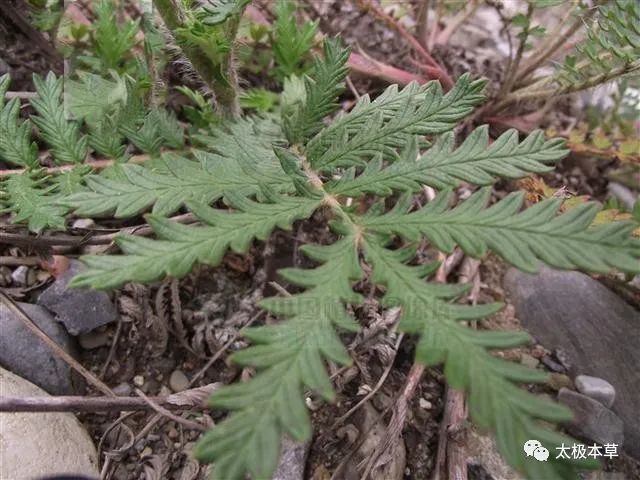 翻白叶,见过吗?行气消食,止血.主食积胃痛,胃及十二指肠溃疡