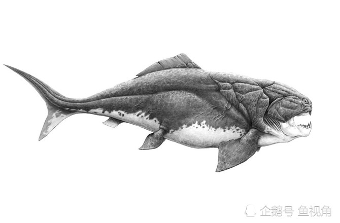 古生物学家ferron等人在2017年通过对泰雷尔邓氏鱼的20个椎骨标本