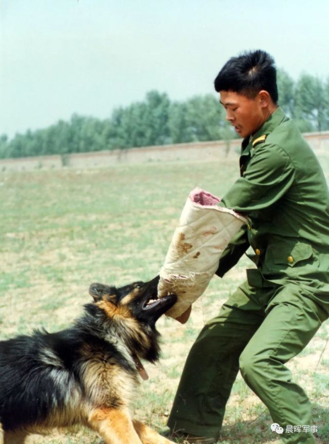 走进神秘的军犬王国